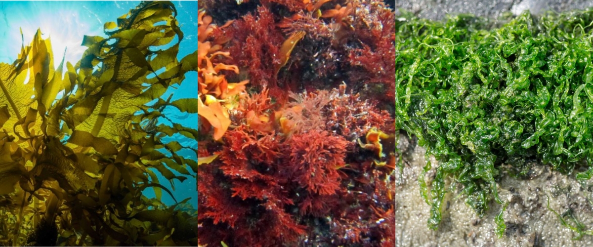 A Device And Method for Ultrasonic-assisted Extraction of Seaweed Polysaccharides