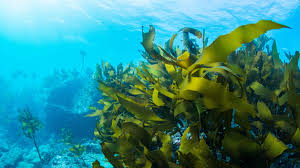 Study on Extraction of Algae Oil by Ultrasonic Equipment